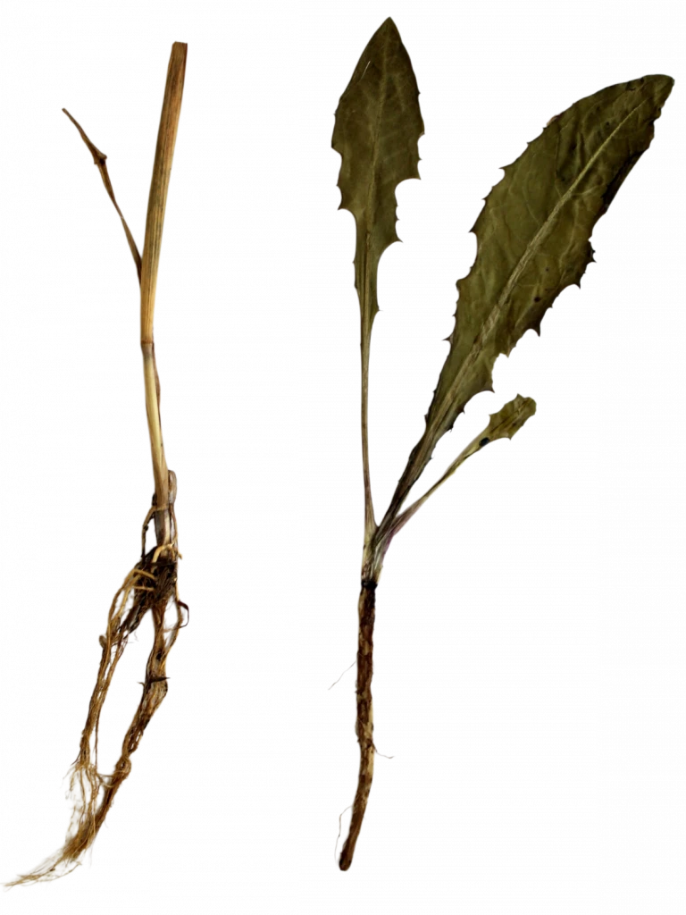 Гербарий натурально-интерактивный <Морфология растений>