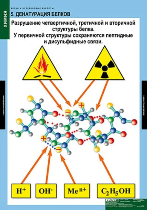 Комплект таблиц <Белки и нуклеиновые кислоты>