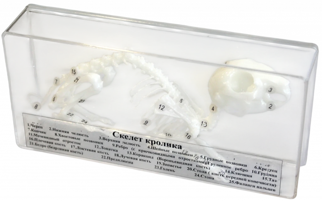 Комплект скелетов различных классов животных