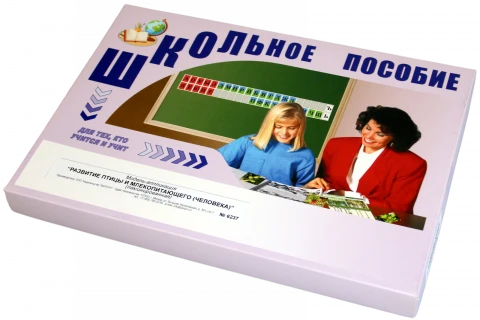 Модель-аппликация <Развитие птицы и млекопитающего (человека)>